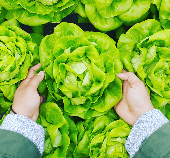 hands holding a head of lettuce